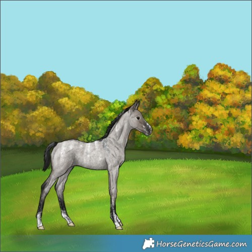 Horse Color:Powder White Gray Grullo Roan 