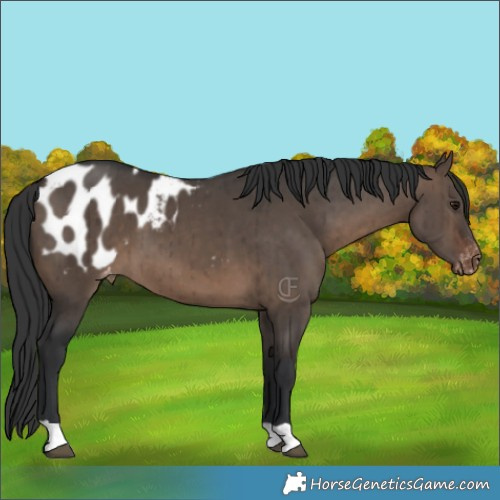 Horse Color:Brown Dun Blanket Brindle 