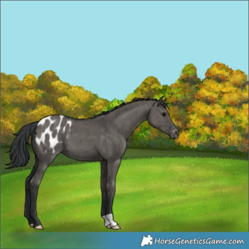 Horse Color:Grullo Appaloosa Brindle 