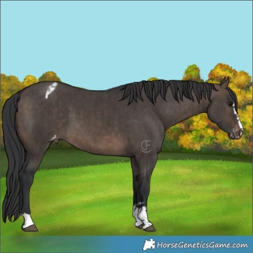 Horse Color:Brown Dun Appaloosa Brindle 