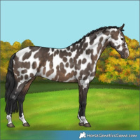 Horse Color:Brown Dun Near Leopard Brindle 