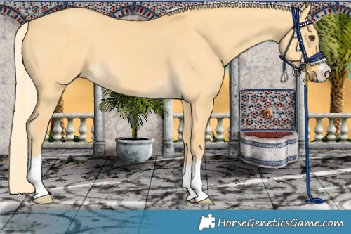 Horse Color:Palomino Dun 