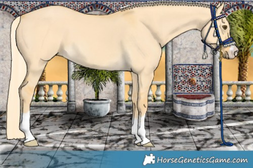 Horse Color:Palomino Dun