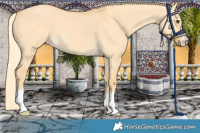 Horse Color:Palomino Dun