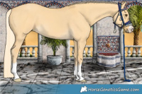Horse Color:Palomino Dun 