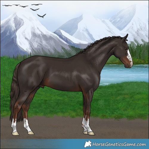 Horse Color:Liver Chestnut 