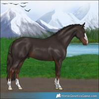 Horse Color:Liver Chestnut 