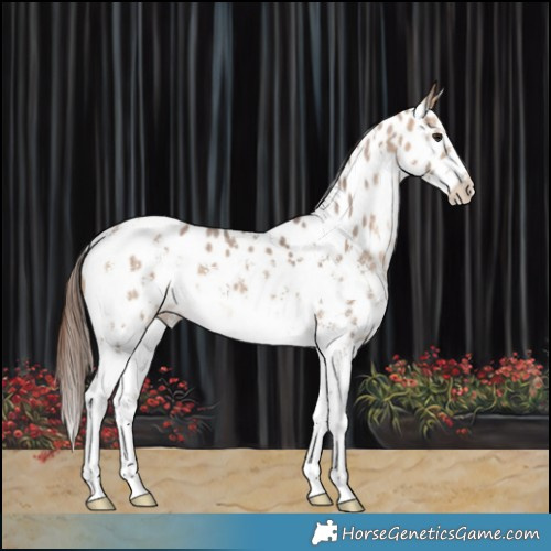 Horse Color:Bay Dun Sabino Near Leopard 
