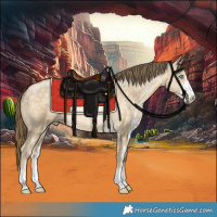 Horse Color:Buckskin Pearl Dun Sabino 