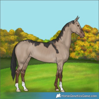 Horse Color:Liver Red Dun Appaloosa 