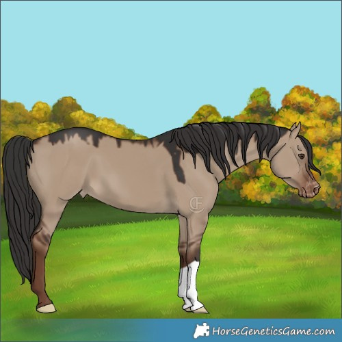 Horse Color:Liver Red Dun Appaloosa 