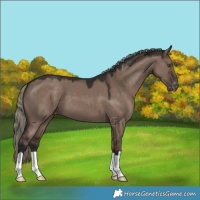 Horse Color:Liver Red Dun Mushroom Appaloosa 