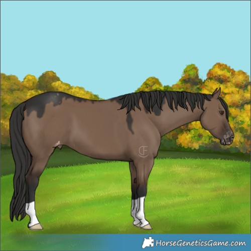 Horse Color:Liver Red Dun Varnish 