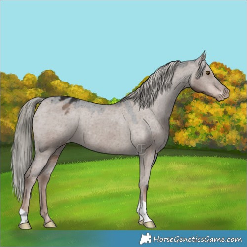 Horse Color:Liver Red Dun Mushroom Varnish 