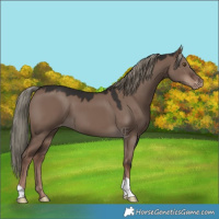 Horse Color:Liver Red Dun Mushroom Appaloosa 