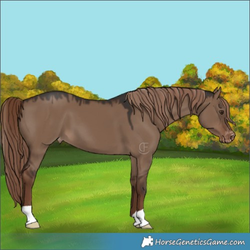 Horse Color:Liver Red Dun Appaloosa 