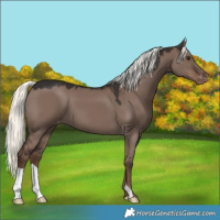 Horse Color:Liver Red Dun Mushroom Appaloosa 