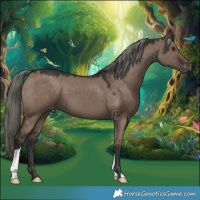 Horse Color:Liver Red Dun Mushroom Appaloosa 