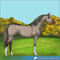 Horse Color:Liver Red Dun Mushroom Appaloosa 