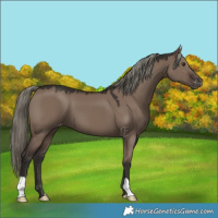 Horse Color:Liver Red Dun Mushroom Varnish