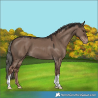 Horse Color:Liver Red Dun Mushroom Appaloosa 