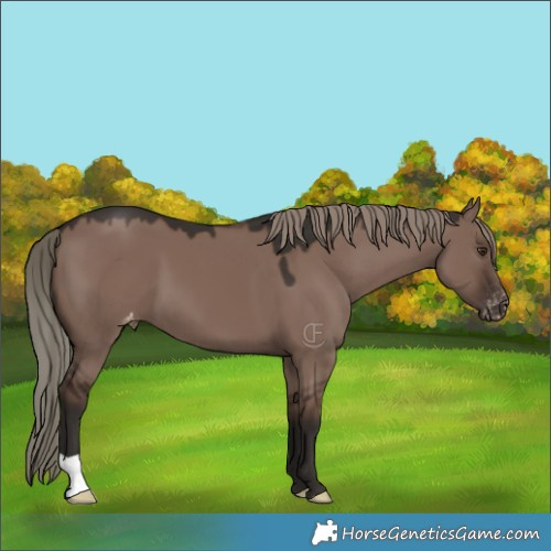 Horse Color:Liver Red Dun Mushroom Varnish 