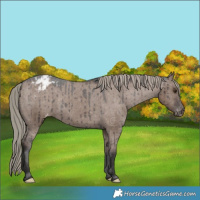 Horse Color:Liver Red Dun Mushroom Varnish Brindle 