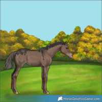 Horse Color:Liver Red Dun Mushroom Appaloosa 