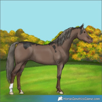 Horse Color:Liver Red Dun Mushroom Varnish
