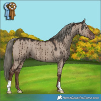 Horse Color:Liver Red Dun Mushroom Appaloosa Brindle