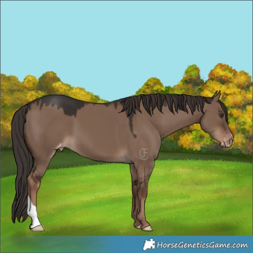 Horse Color:Liver Red Dun Appaloosa 