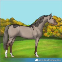Horse Color:Liver Red Dun Mushroom Appaloosa 