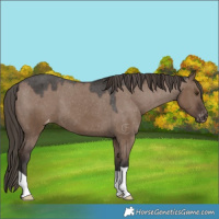 Horse Color:Liver Red Dun Appaloosa 