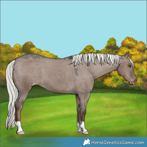 Horse Color:Liver Red Dun Mushroom Appaloosa 