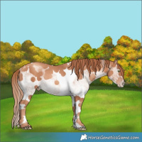 Horse Color:White Spotted Gold Champagne Tobiano Rabicano