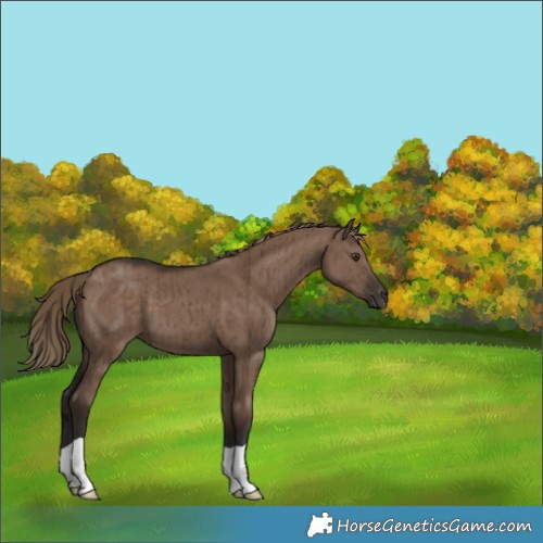 Horse Color:Liver Red Dun Brindle 