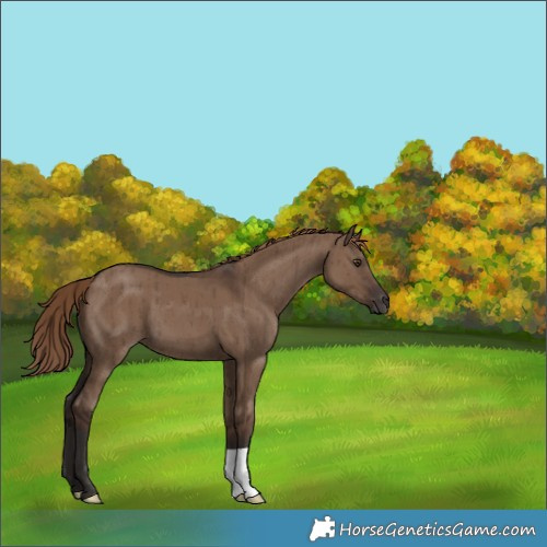 Horse Color:Liver Red Dun Brindle 