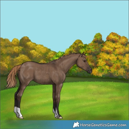 Horse Color:Liver Red Dun Brindle 