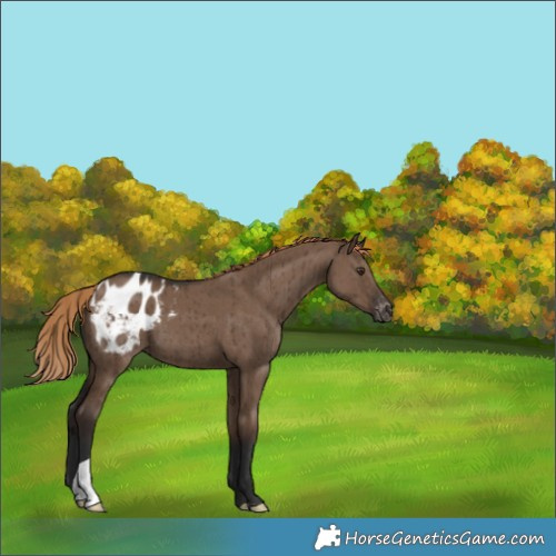Horse Color:Liver Red Dun Appaloosa Brindle 