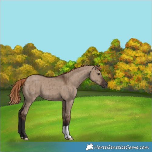 Horse Color:Liver Red Dun Brindle 