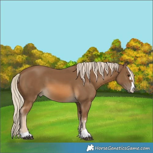 Horse Color:Chocolate Palomino 