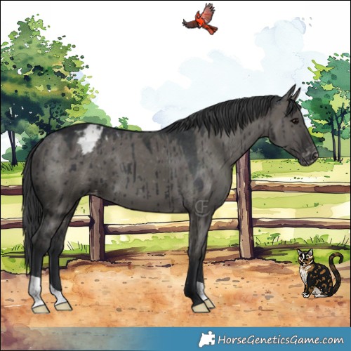Horse Color:Grullo Appaloosa Brindle