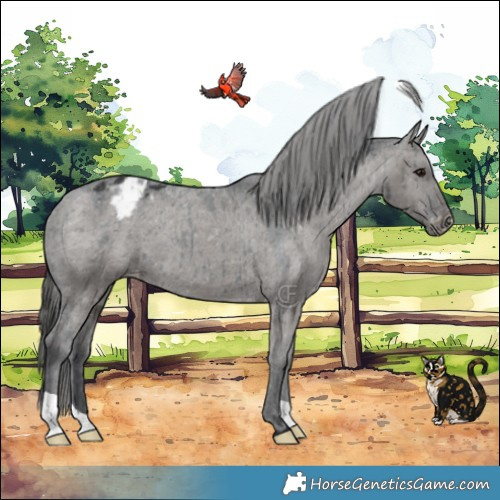 Horse Color:Grullo Appaloosa Brindle 