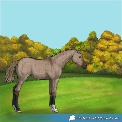 Horse Color:Liver Red Dun Brindle 