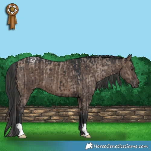 Horse Color:Liver Red Dun Appaloosa Brindle  and Brown Dun Brindle 
