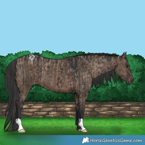 Horse Color:Liver Red Dun Appaloosa Brindle  and Brown Dun Brindle 