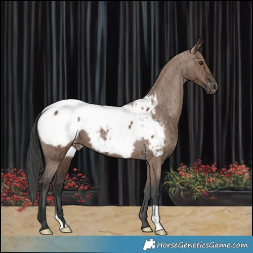 Horse Color:Liver Red Dun Snowcap Brindle 