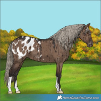Horse Color:Liver Red Dun Appaloosa Brindle 