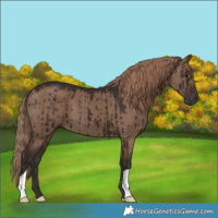 Horse Color:Liver Red Dun Brindle 