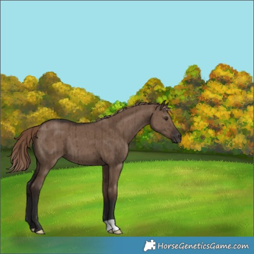 Horse Color:Liver Red Dun Brindle 